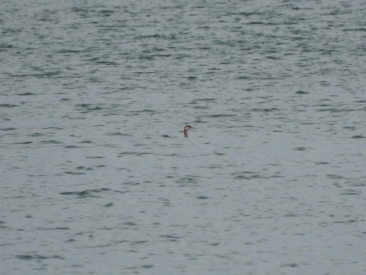 Red-necked Grebe - ML623116124