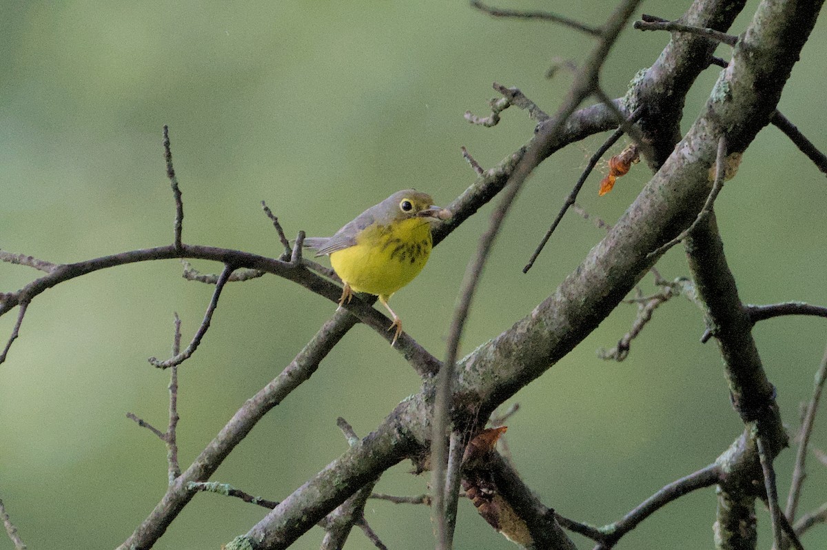 Canada Warbler - ML623116125