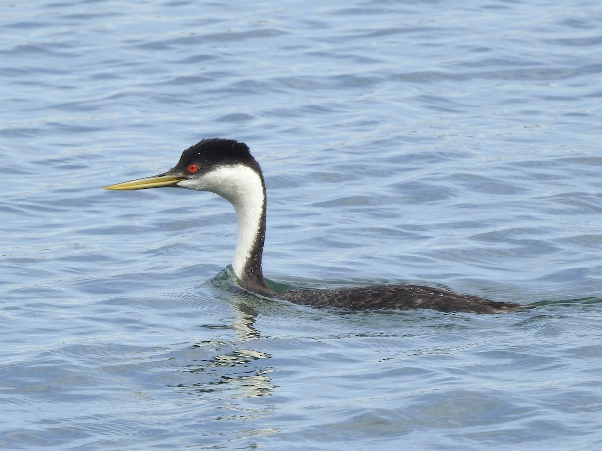 Western Grebe - ML623116132