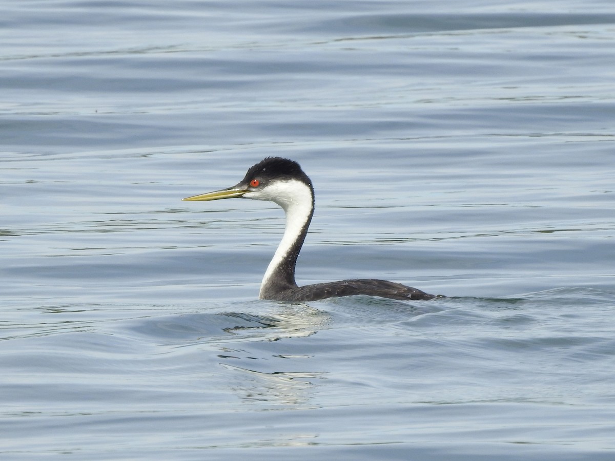 Western Grebe - ML623116133