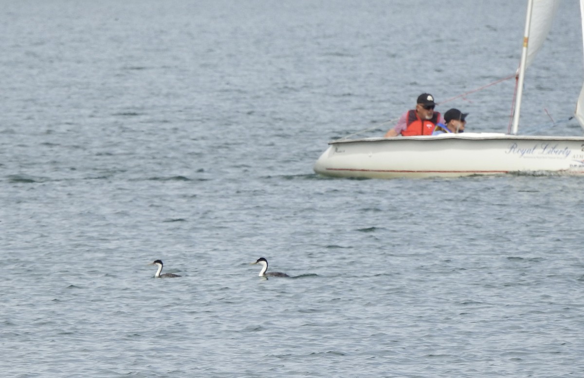 Western Grebe - ML623116134