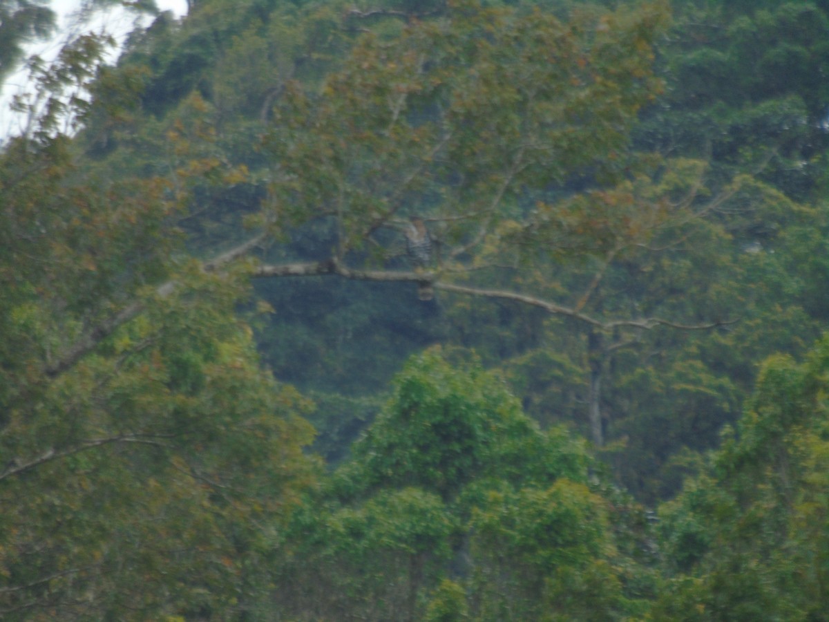 Ornate Hawk-Eagle - ML623116141