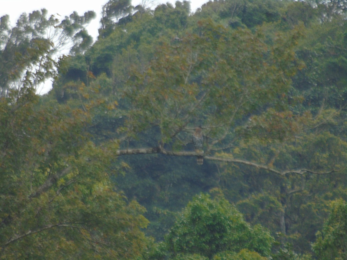 Ornate Hawk-Eagle - ML623116142