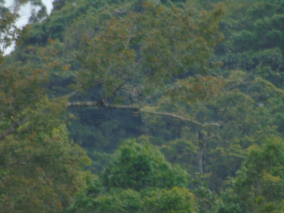 Ornate Hawk-Eagle - ML623116148