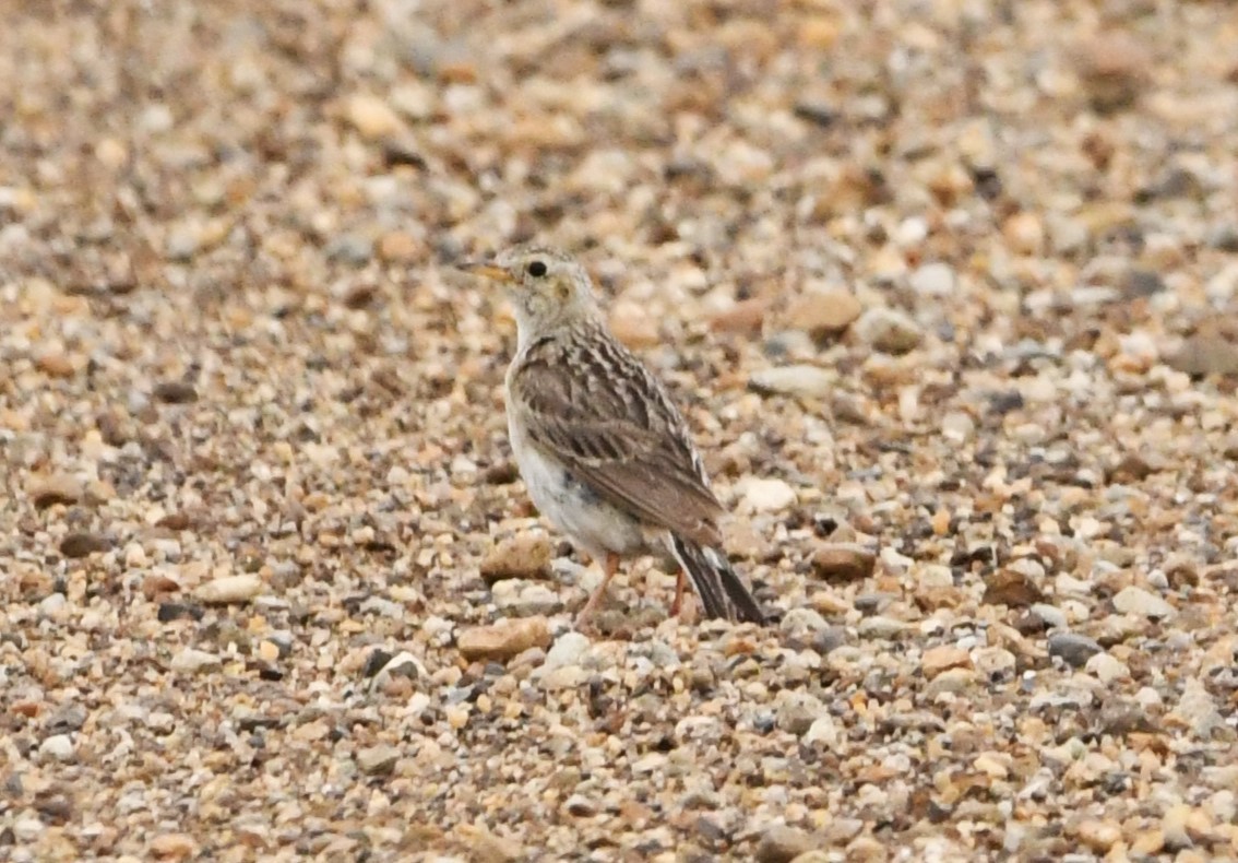 Sprague's Pipit - ML623116150