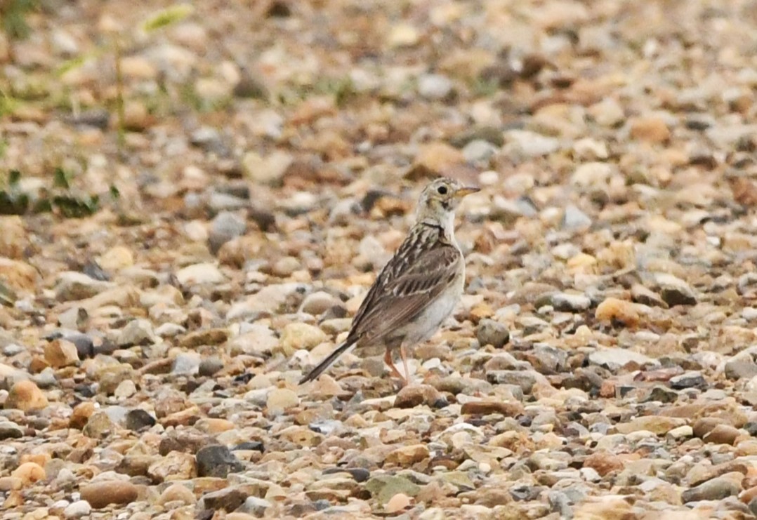 Sprague's Pipit - ML623116151