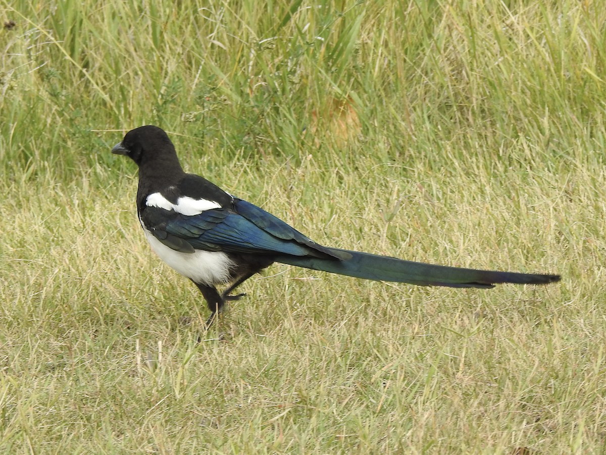 Black-billed Magpie - ML623116154