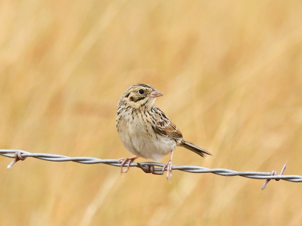 Baird's Sparrow - ML623116168