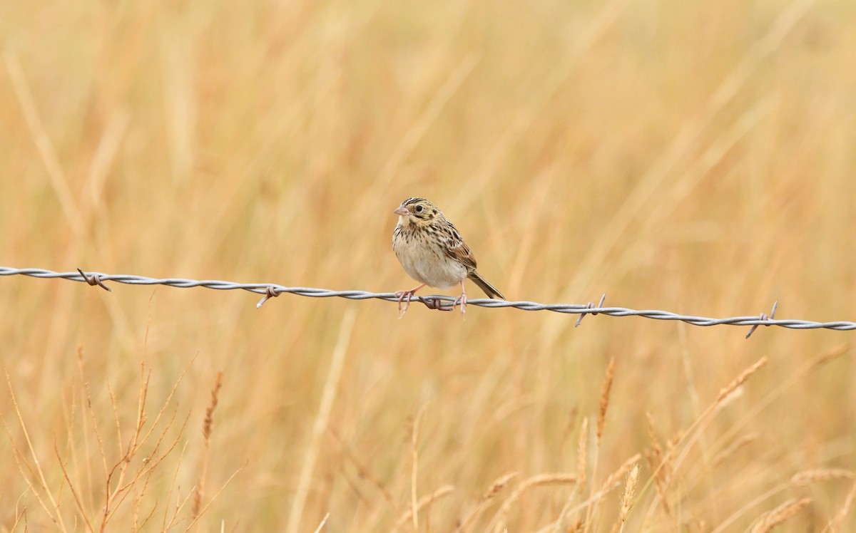 Baird's Sparrow - ML623116169