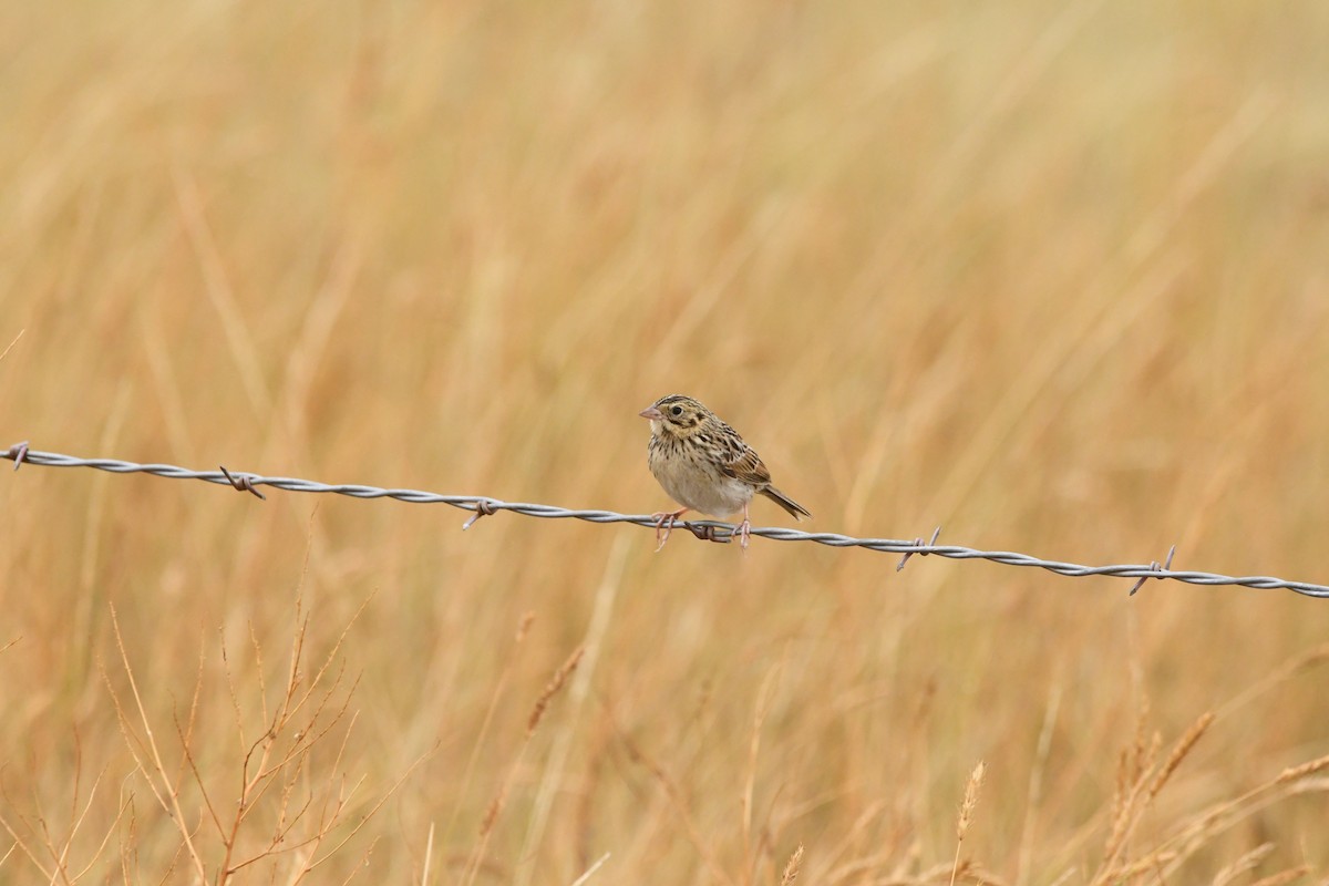 Baird's Sparrow - ML623116173