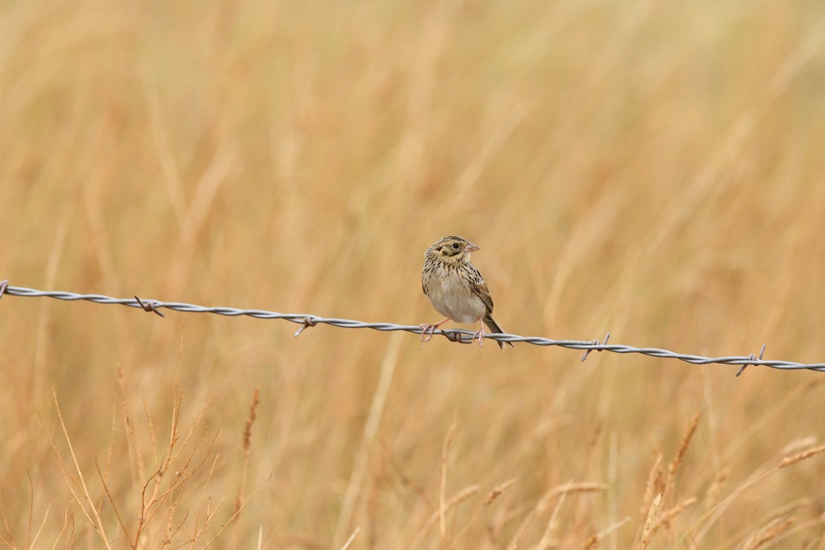 Baird's Sparrow - ML623116176
