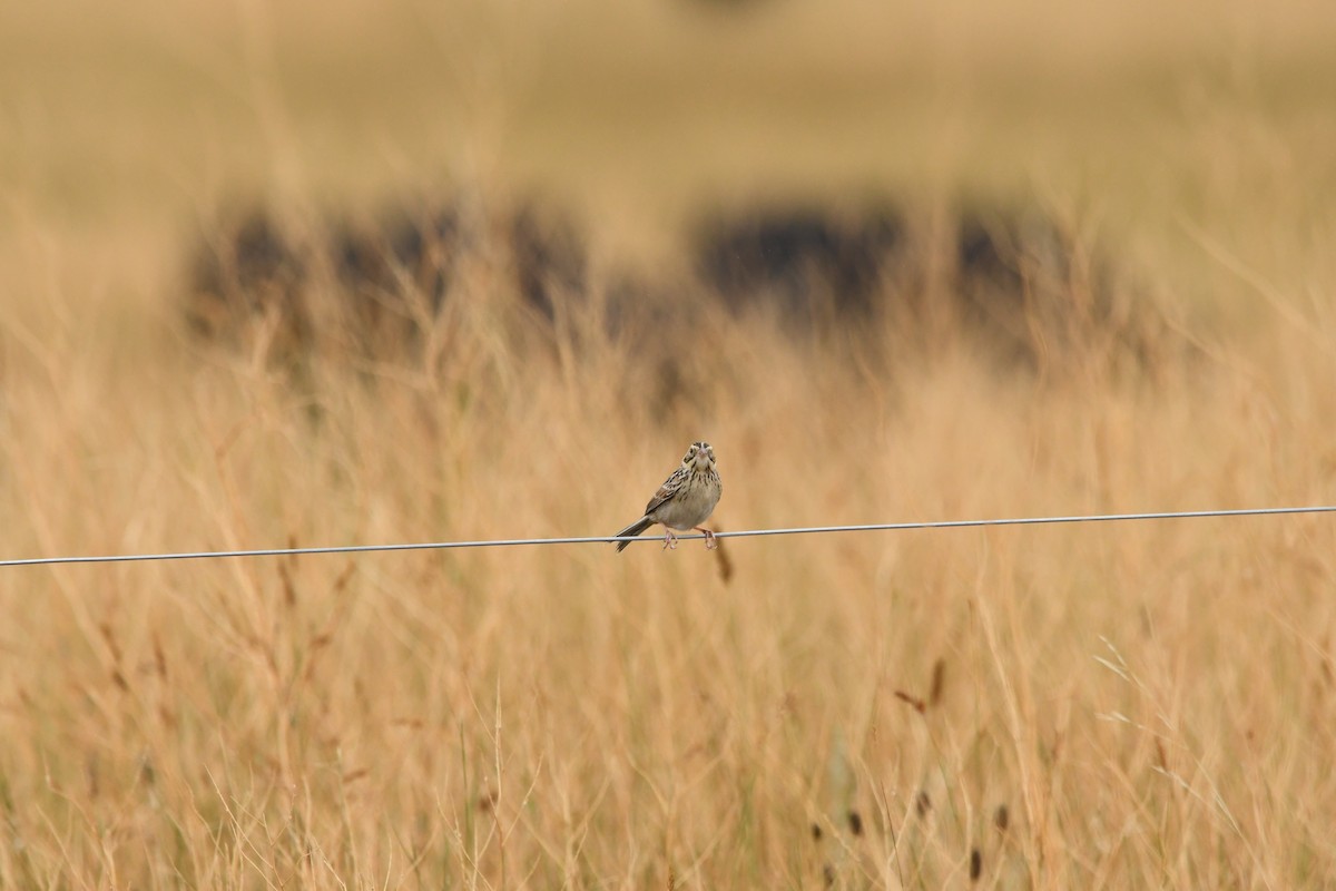 Baird's Sparrow - ML623116178