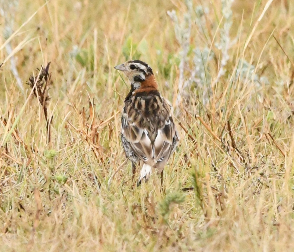 Chestnut-collared Longspur - ML623116211