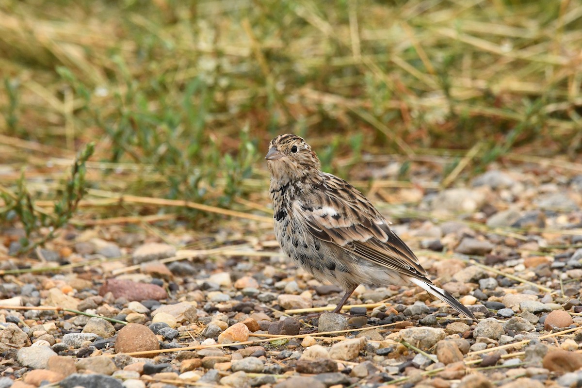 Chestnut-collared Longspur - ML623116239