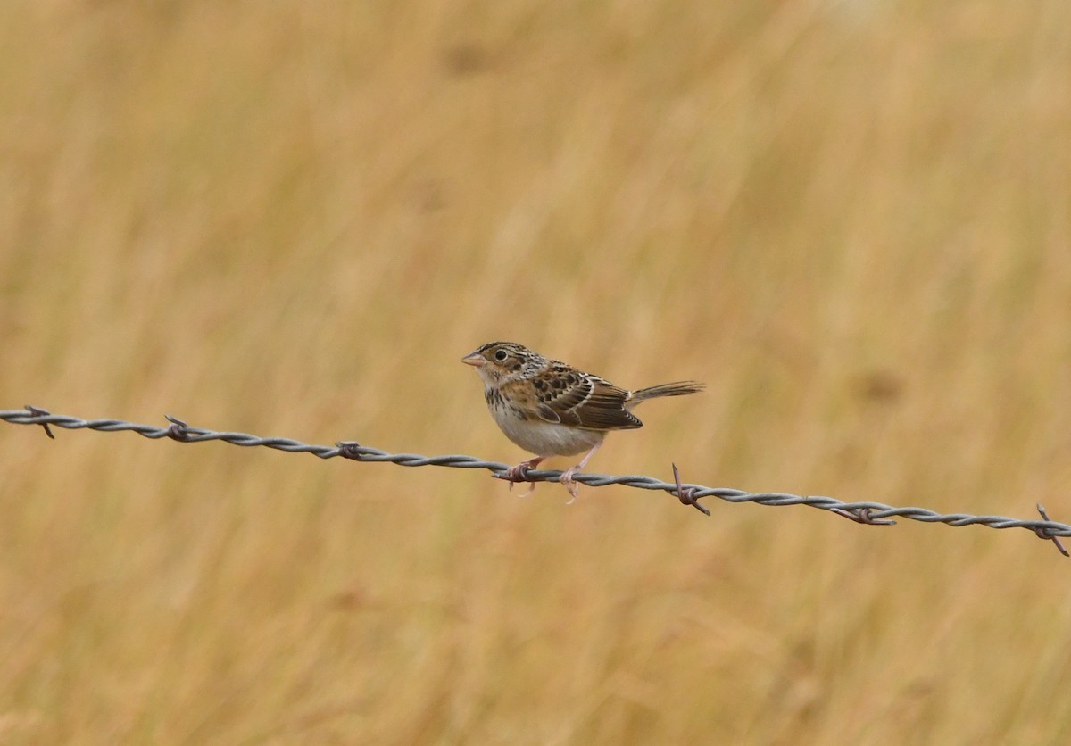Grasshopper Sparrow - ML623116257