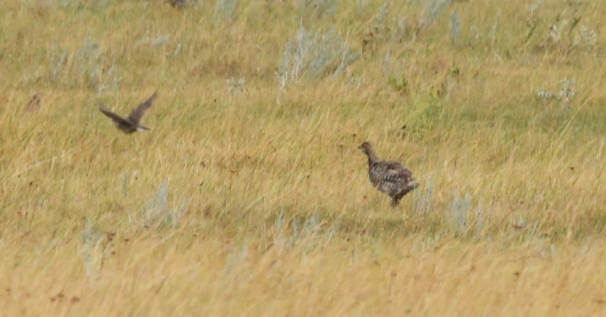 Sharp-tailed Grouse - ML623116270