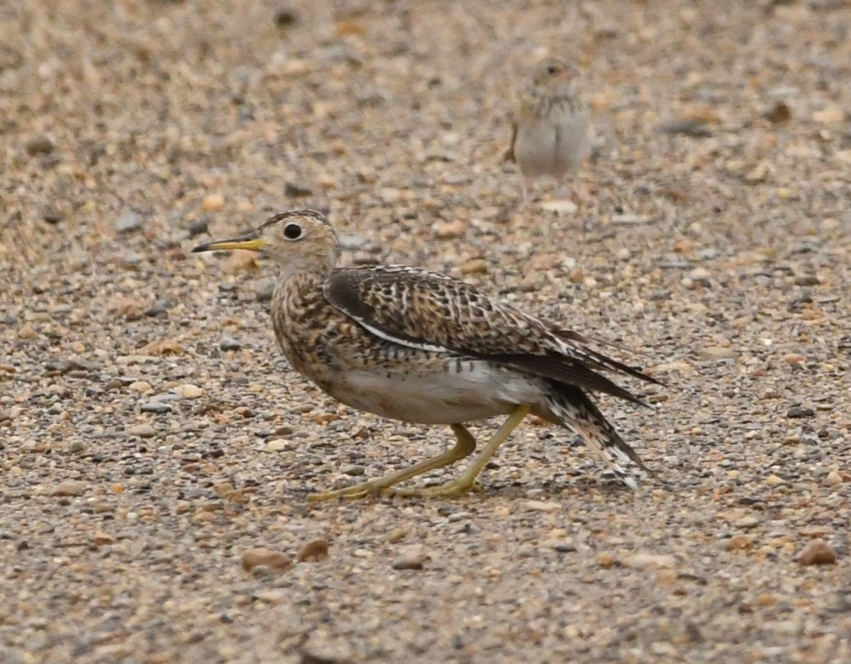 Upland Sandpiper - ML623116287