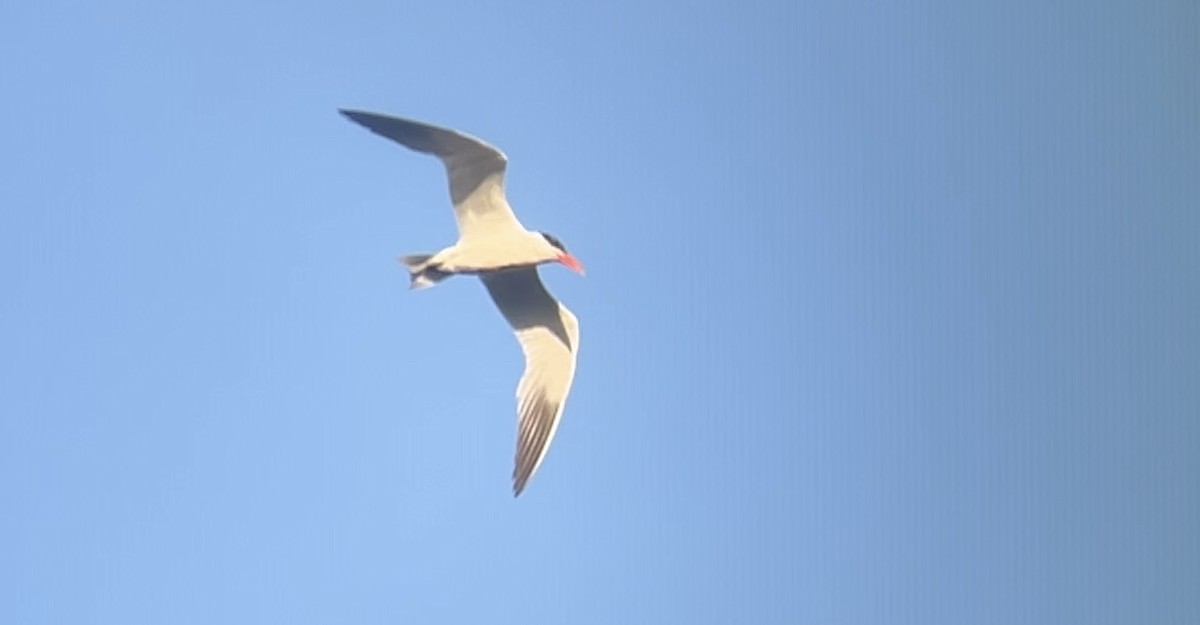 Caspian Tern - ML623116380