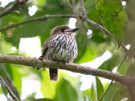 Lanceolated Monklet - ML623116396