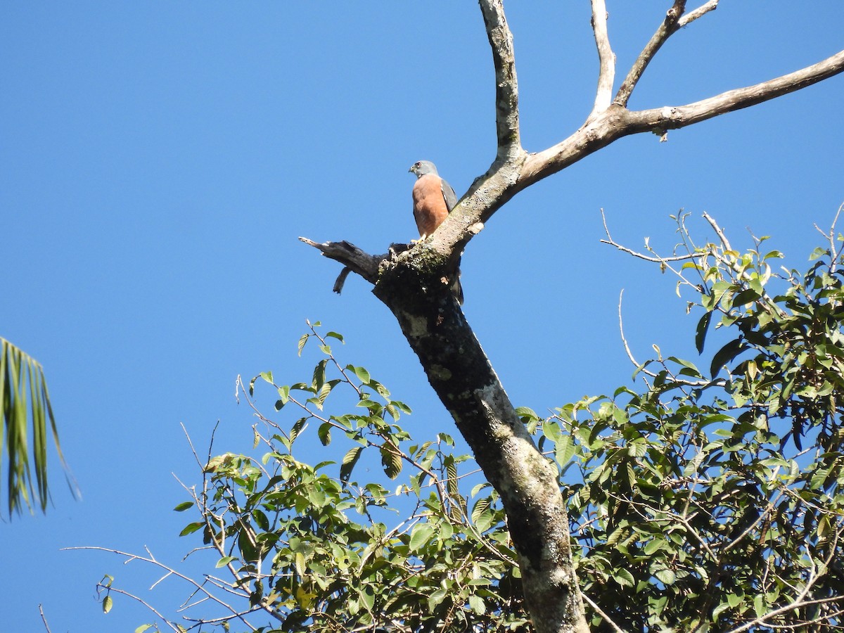 Double-toothed Kite - ML623116426