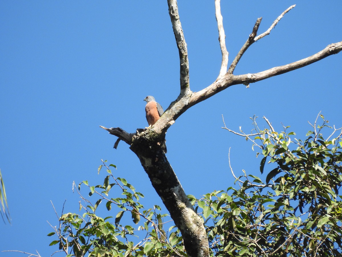 Double-toothed Kite - ML623116428