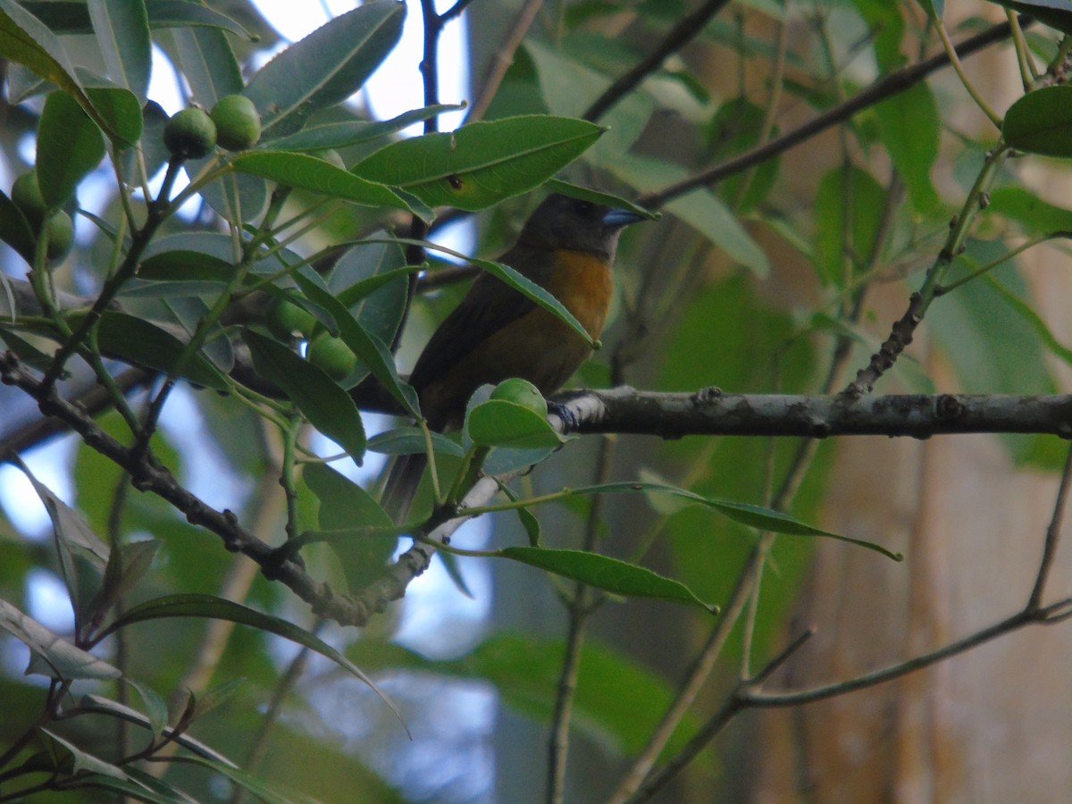 Scarlet-rumped Tanager - ML623116434