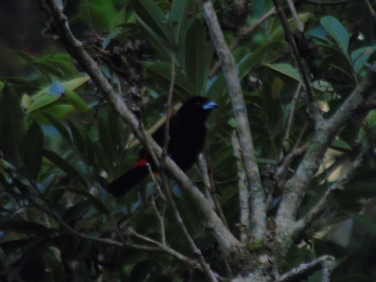 Scarlet-rumped Tanager - ML623116438