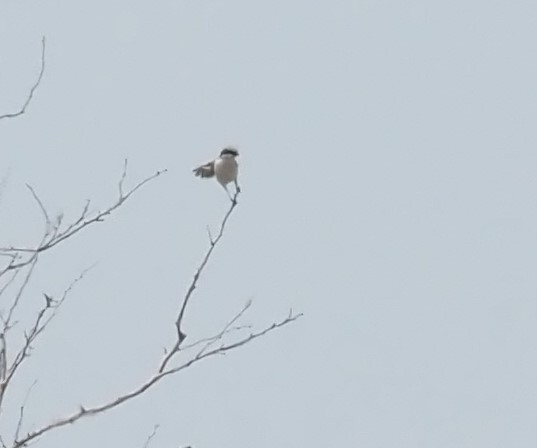 Loggerhead Shrike - Ellen  Cantor