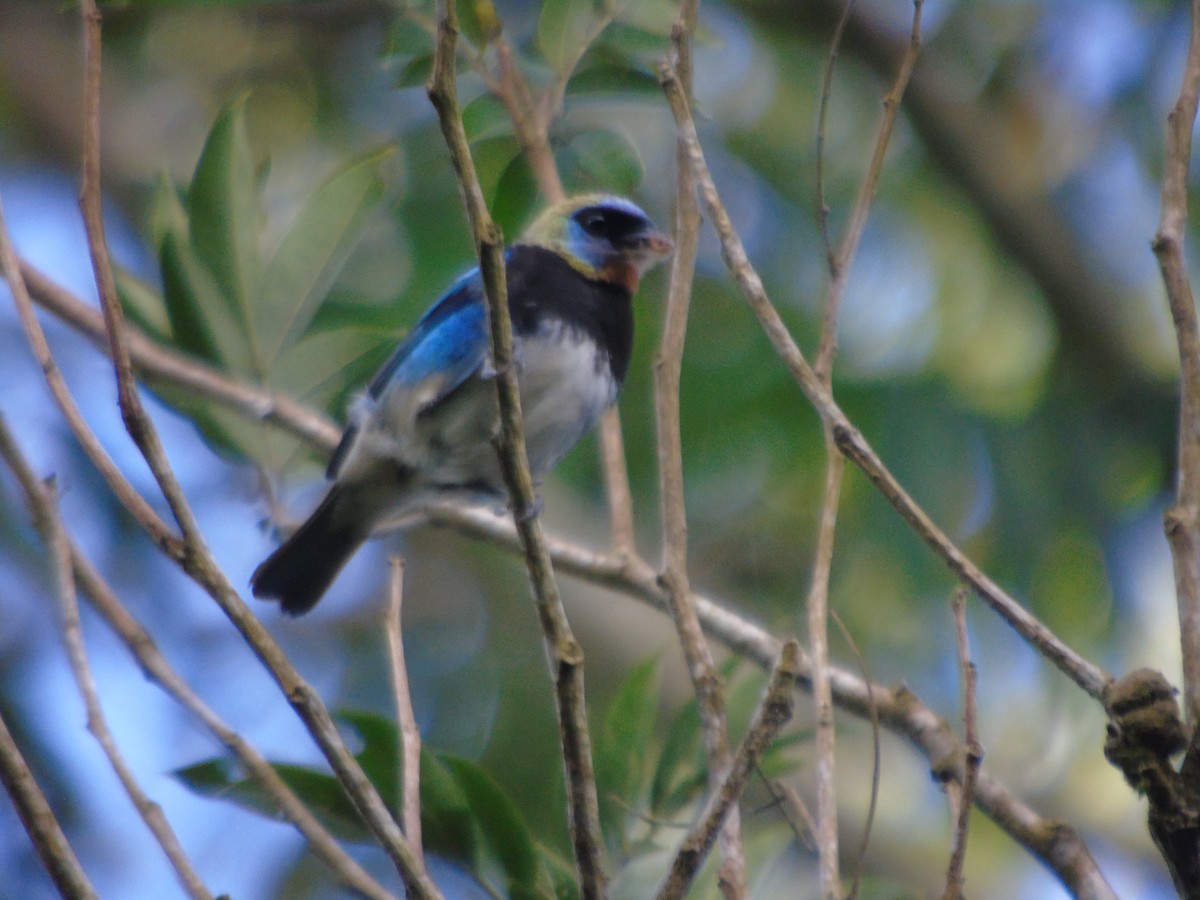 Golden-hooded Tanager - ML623116462
