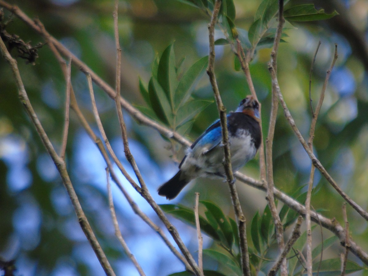 Golden-hooded Tanager - ML623116463
