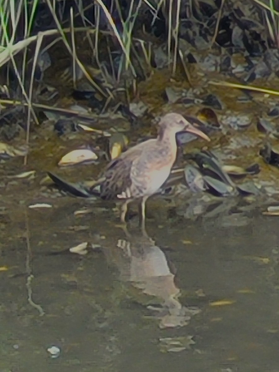 Clapper Rail - ML623116557