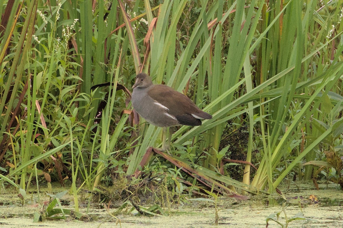 Common Gallinule - ML623116559