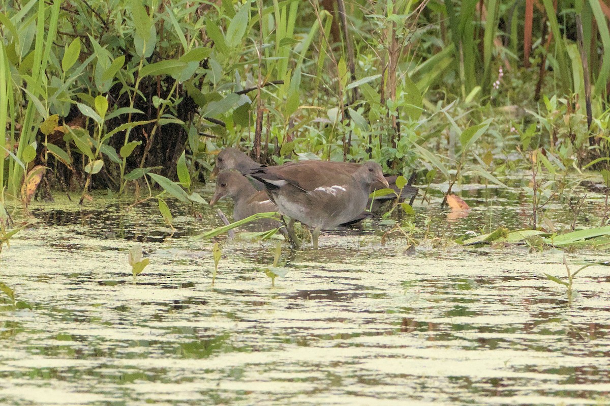 Common Gallinule - ML623116560