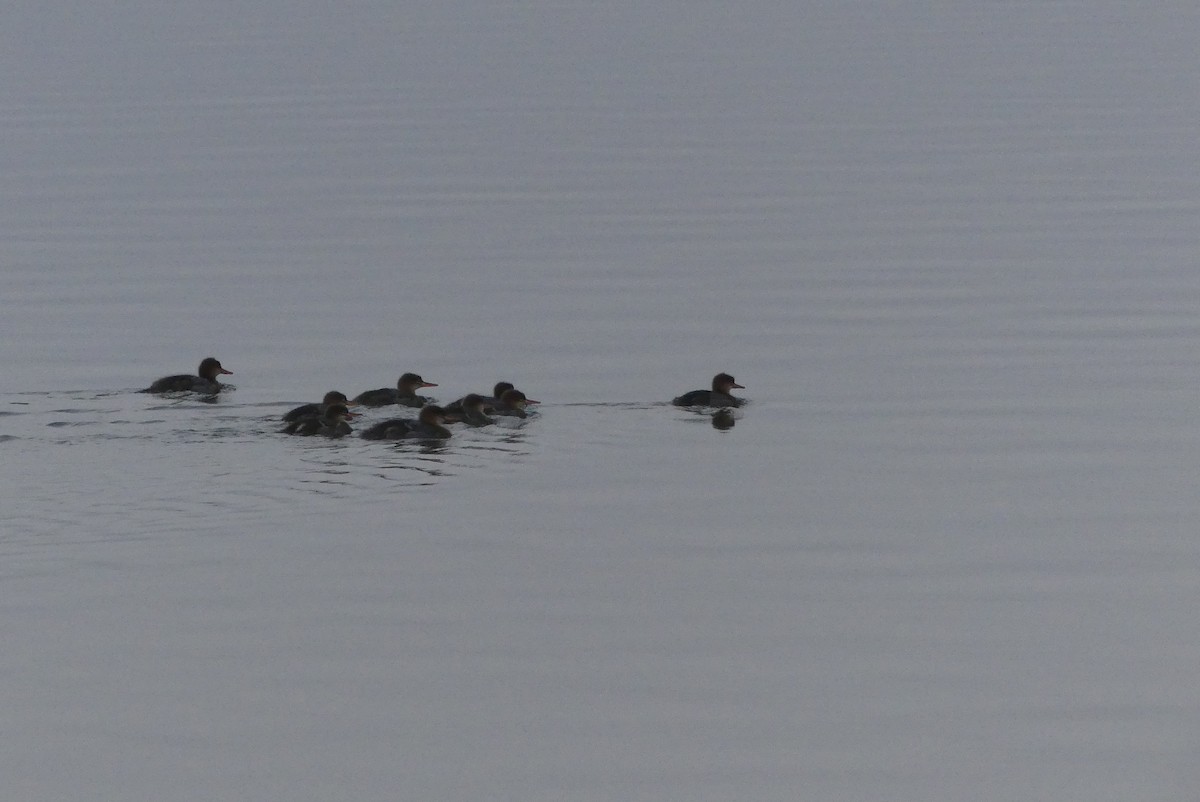 Red-breasted Merganser - ML623116593