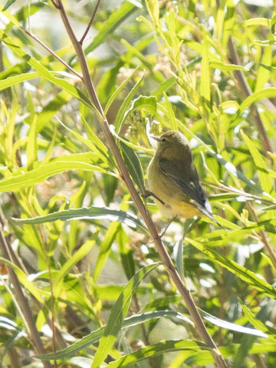 Orange-crowned Warbler - Carol Collins