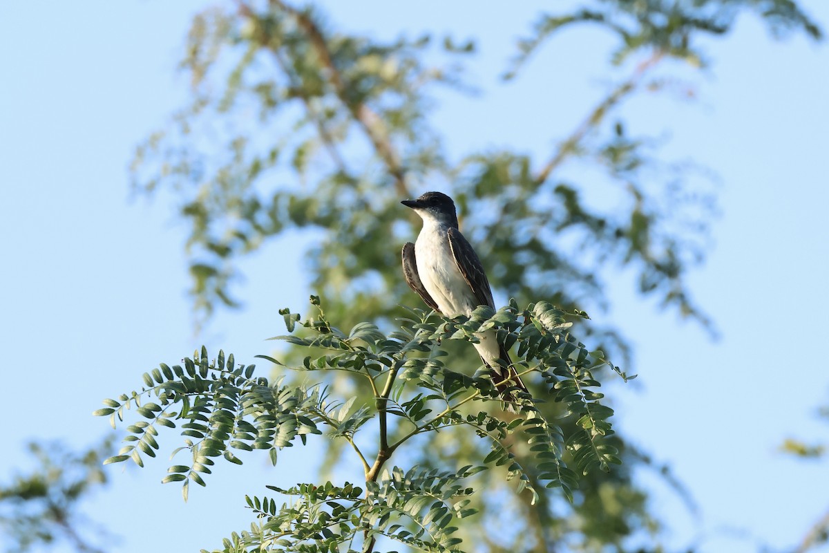 Eastern Kingbird - ML623116597