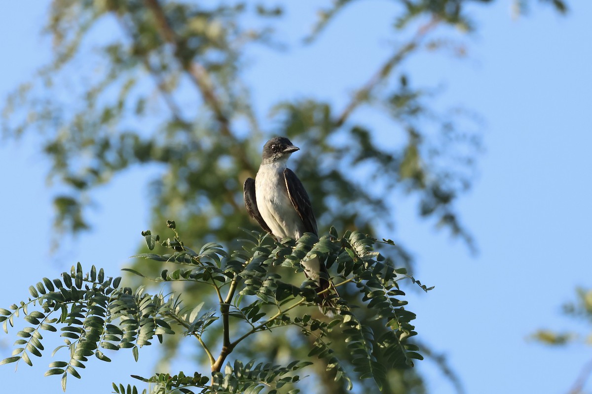 Eastern Kingbird - E R