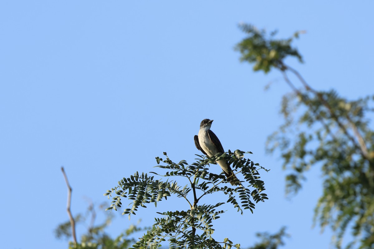 Eastern Kingbird - ML623116600