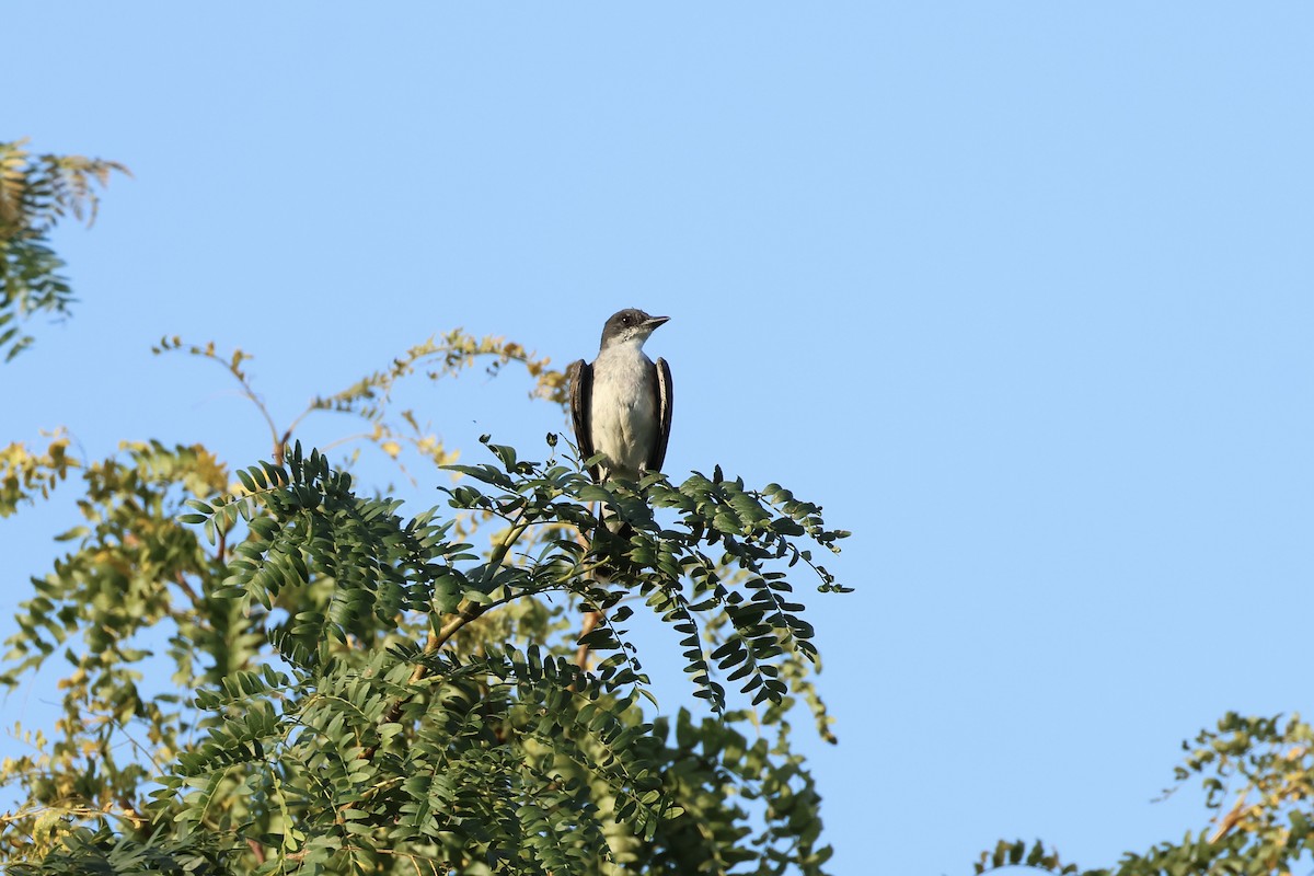 Eastern Kingbird - ML623116602