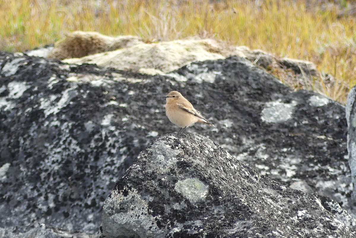 Адууч чогчиго - ML623116621