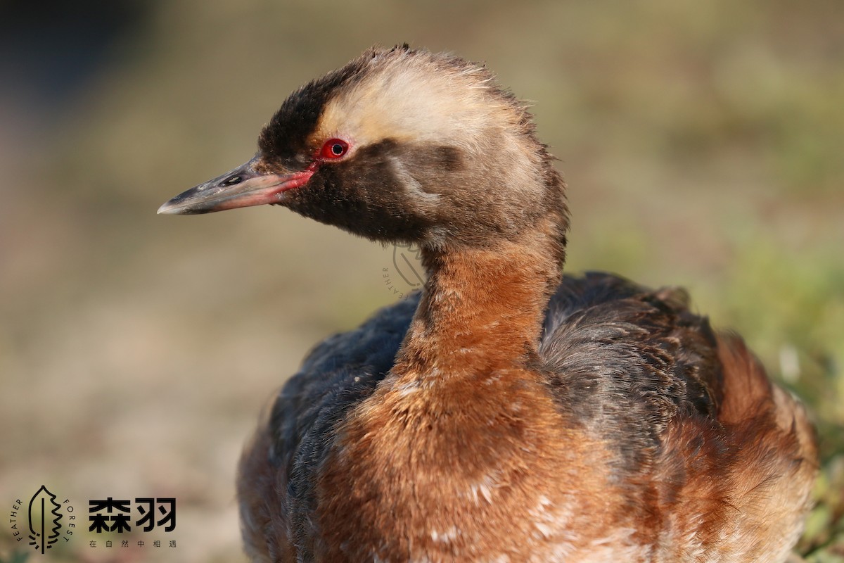 potápka žlutorohá - ML623116637