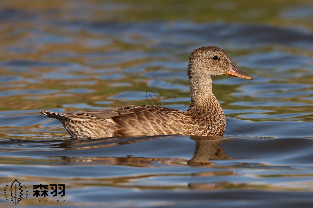 kopřivka obecná - ML623116640