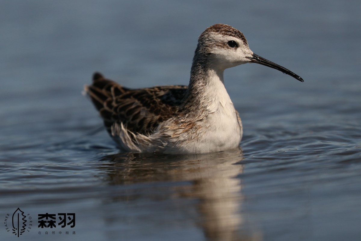 Wilson's Phalarope - ML623116647