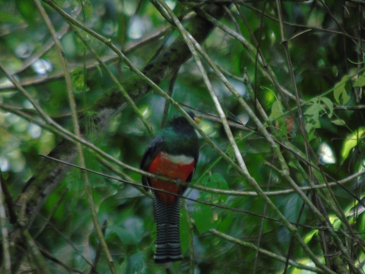 Collared Trogon - ML623116649