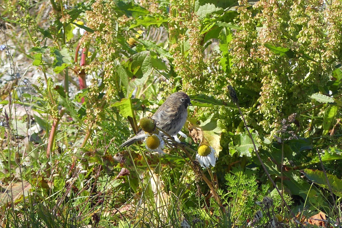 Common Redpoll - Carina Sa