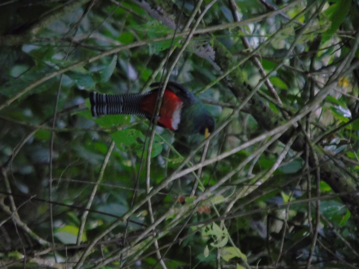 Collared Trogon - ML623116666