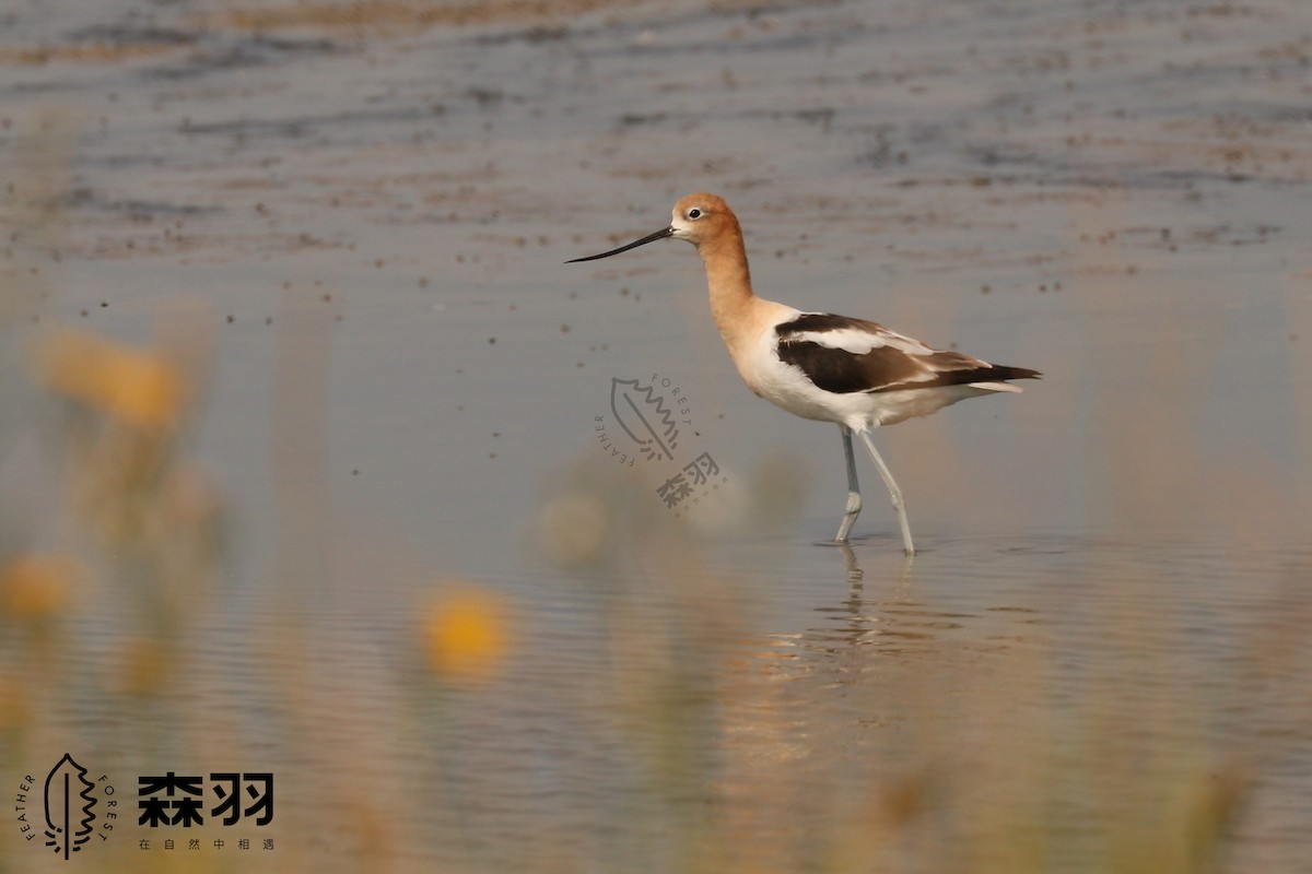 tenkozobec americký - ML623116667