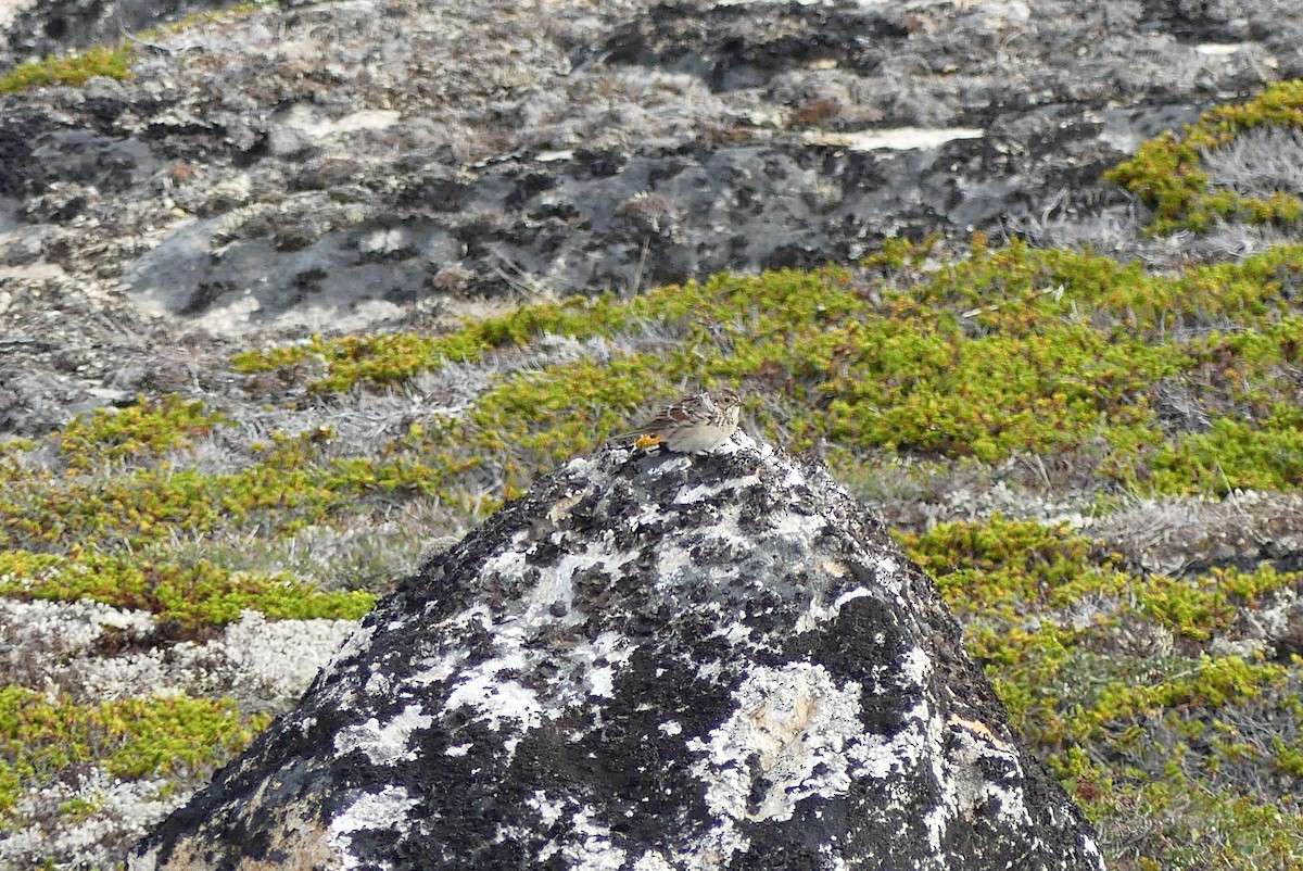 Lapland Longspur - ML623116680