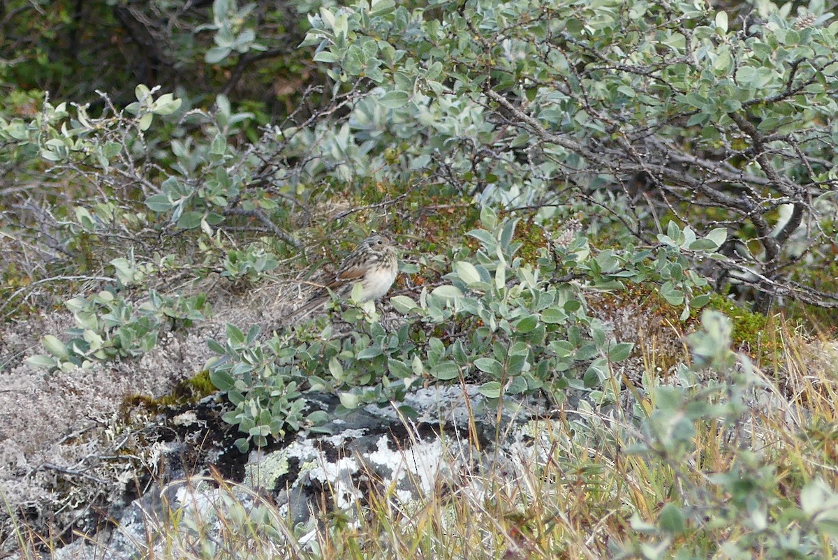 Lapland Longspur - ML623116691