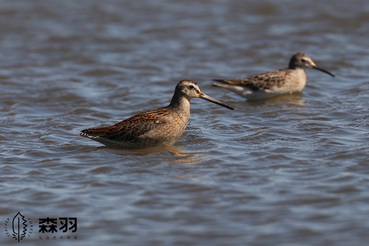 slukovec krátkozobý - ML623116700